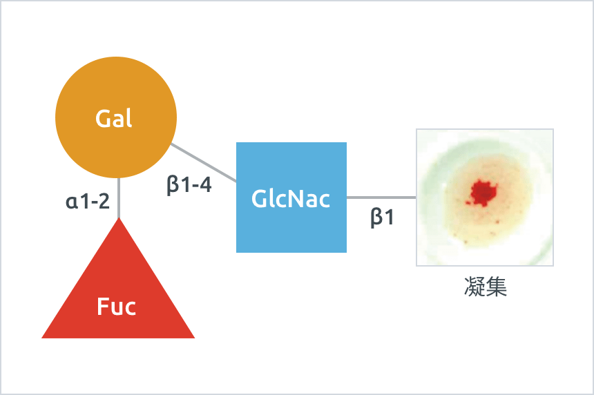 O型（H抗原あり）