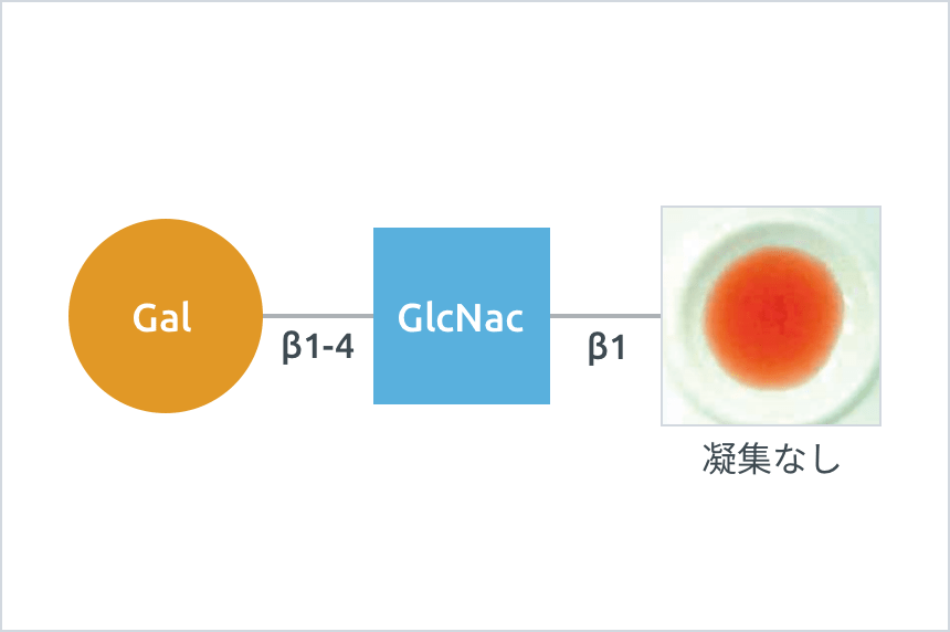 Omh型（H抗原欠損）