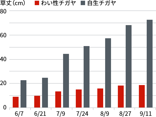 わい性チガヤの草丈