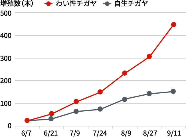 わい性チガヤの増殖数（本）