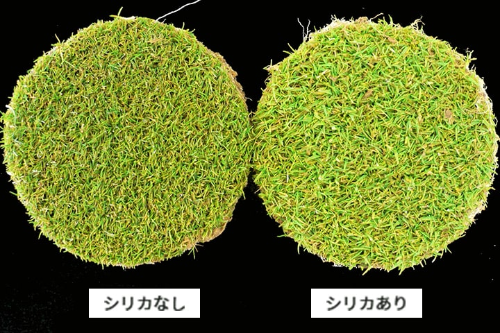 シリカ水(ケイ酸)による耐倒伏性向上