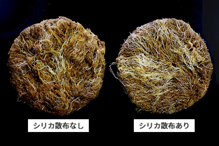 シリカ水（ケイ酸）による根の発育向上